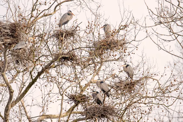 Group of Grey Herons perched on tree branches with nests