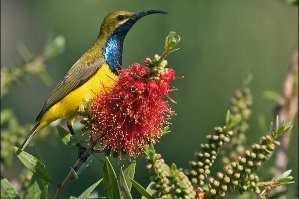 Olive-Backed Sunbird perched on a red flower