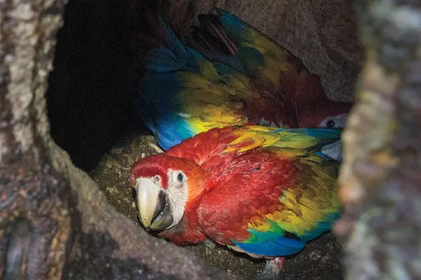 Scarlet Macaw Resting in a Tree Hollow