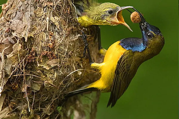 Olive-Backed Sunbird feeding its young in a nest