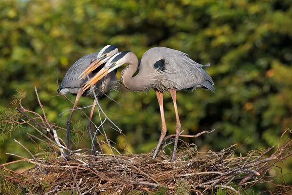 Two Grey Herons interacting on a nest in a tree