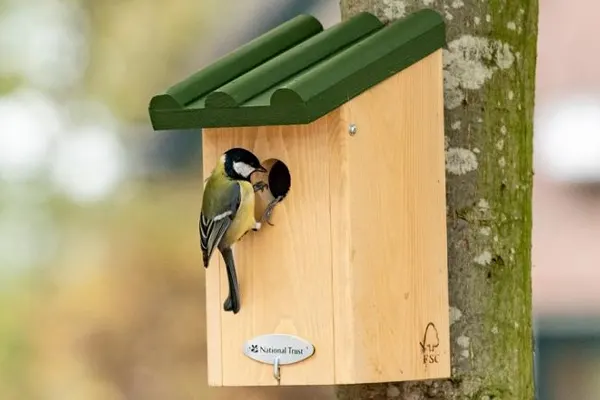 Great Tit bird perched on a wooden birdhouse