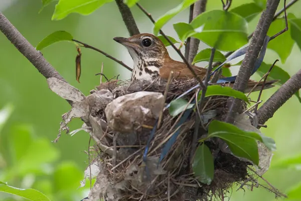 A Wood Thrush bird with a spotted chest sitting in its nest on a tree branch, surrounded by green foliage