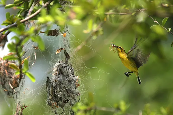 Olive-Backed Sunbird flying near its nest in a tree