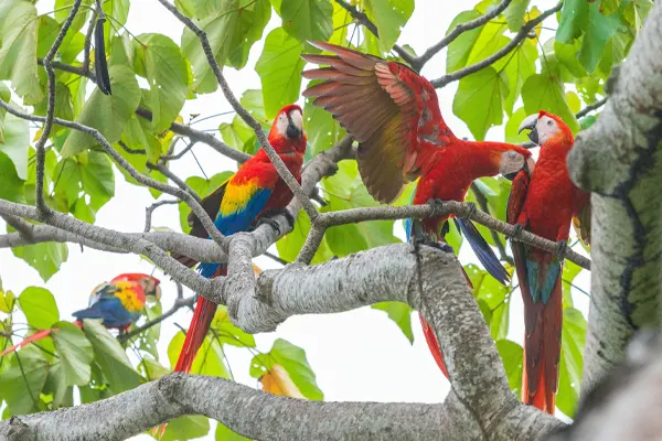 Group of Scarlet Macaws Perched on Tree Branches
