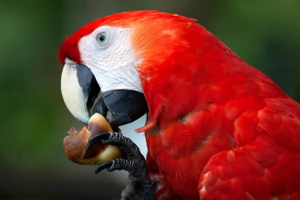 Close-Up of Scarlet Macaw Eating a Nut