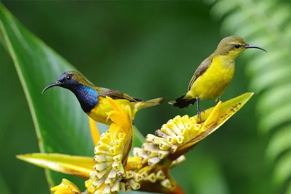Two Olive-Backed Sunbirds perched on a yellow flower