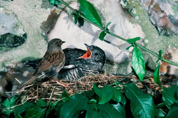 Two Common Cuckoos in twig nest on rock face, one with open beak
