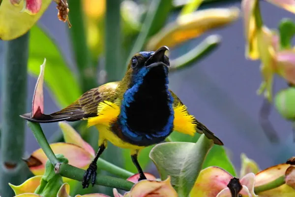 Olive-Backed Sunbird perched on a branch with pink and yellow flowers in the background