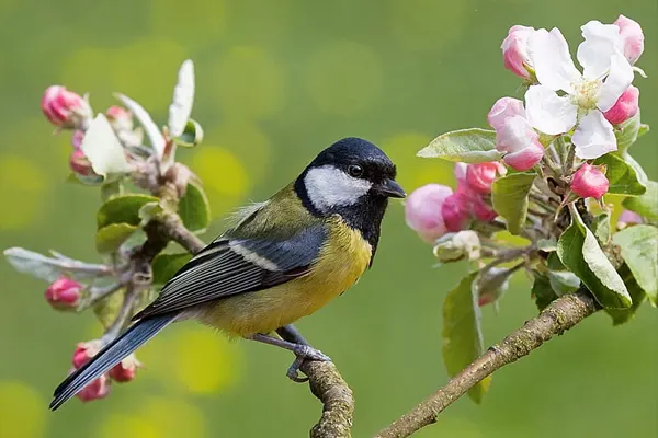 Great Tit bird perched on a branch with pink and white flowers