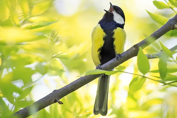 Great Tit bird perched on a branch with green leaves in the background