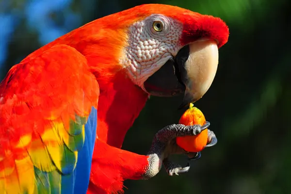 Close-Up of Scarlet Macaw Eating a Fruit