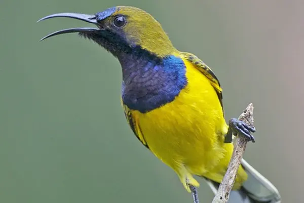 Olive-Backed Sunbird perched on a branch