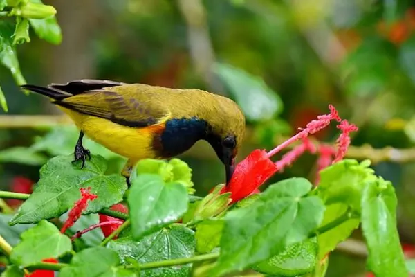 Olive-Backed Sunbird perched on a red flower with green foliage in the background