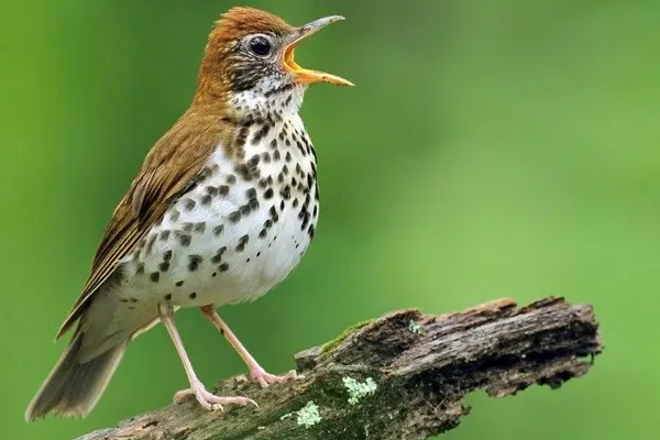 A Wood Thrush bird with a spotted belly perched on a mossy branch, beak open, against a green background