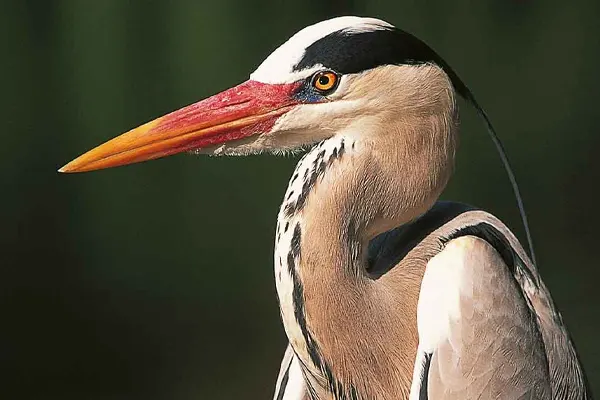 Close-up of Male Grey Heron’s head and neck against a green background
