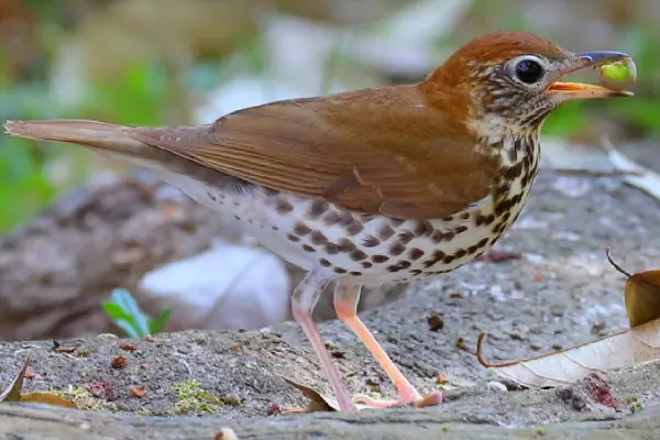 A Wood Thrush bird with a spotted belly standing on a rock, berry in beak, against a blurred forest floor background