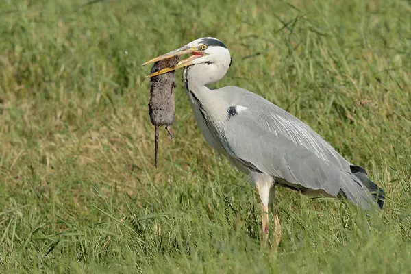 Grey Heron in grass with a fish in its beak