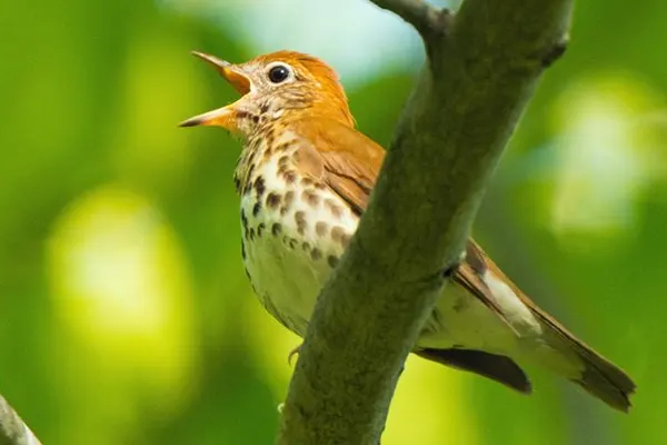 A Wood Thrush bird with a spotted belly perched on a branch, beak open, against a blurred green background