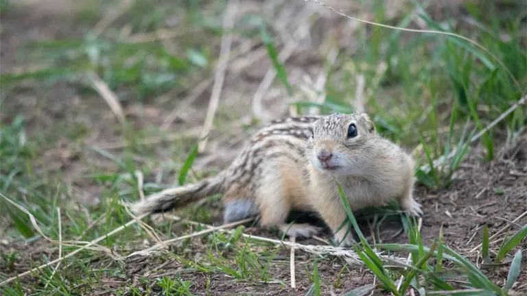 Thirteen-lined Ground Squirrel 