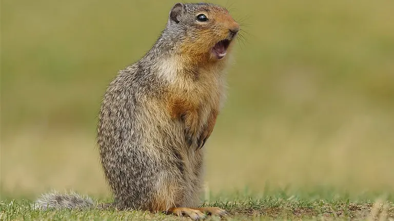 Columbian Ground Squirrel 