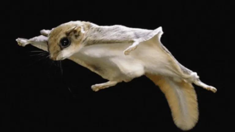 Southern Flying Squirrel