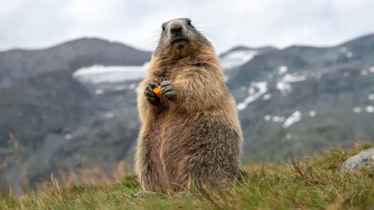 Marmot