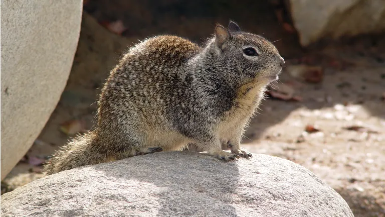 California Ground Squirrel