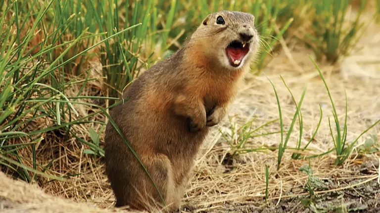 Prairie Dog