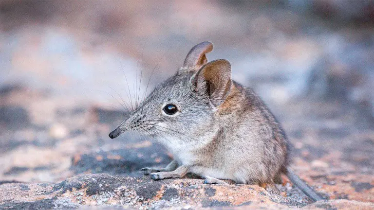 Shrew Mouse