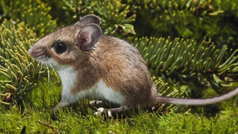 Eastern Deer Mouse