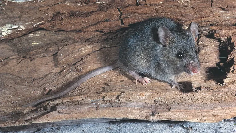 House Mouse