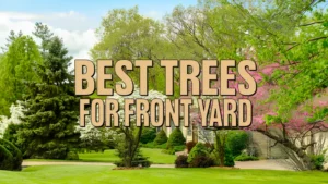 Best Trees for Front Yard
