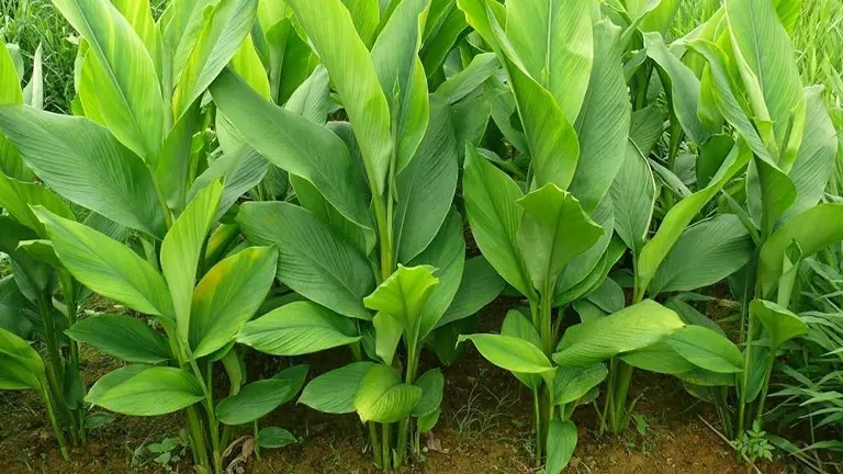 Turmeric Plant