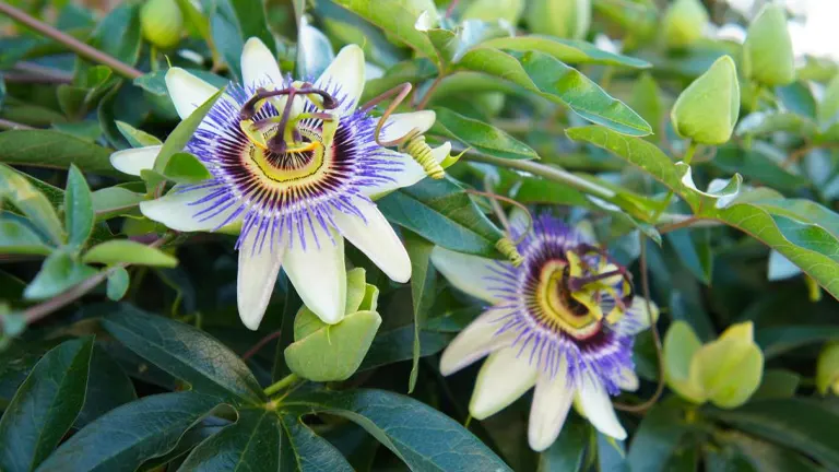 Passionflower