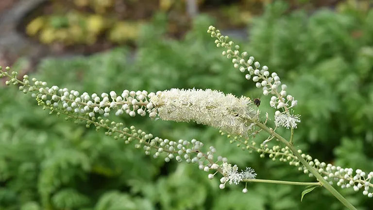 Black Cohosh