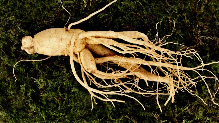 Ginseng