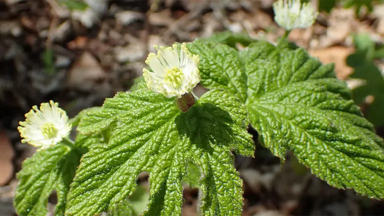 Goldenseal