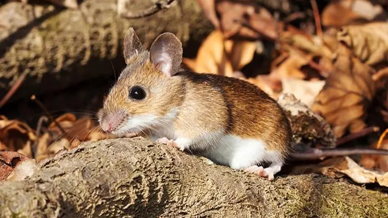 White-footed Mouse