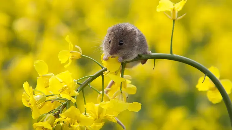 Harvest Mouse