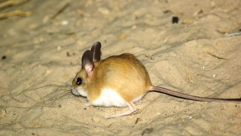 Jumping Mouse