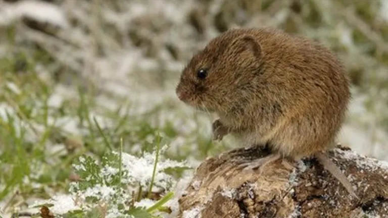 Field Voles