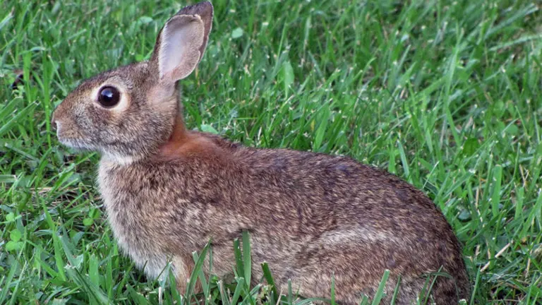 Eastern Cottontail Rabbit