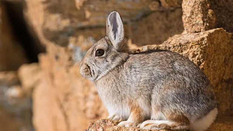 Mountain Cottontail