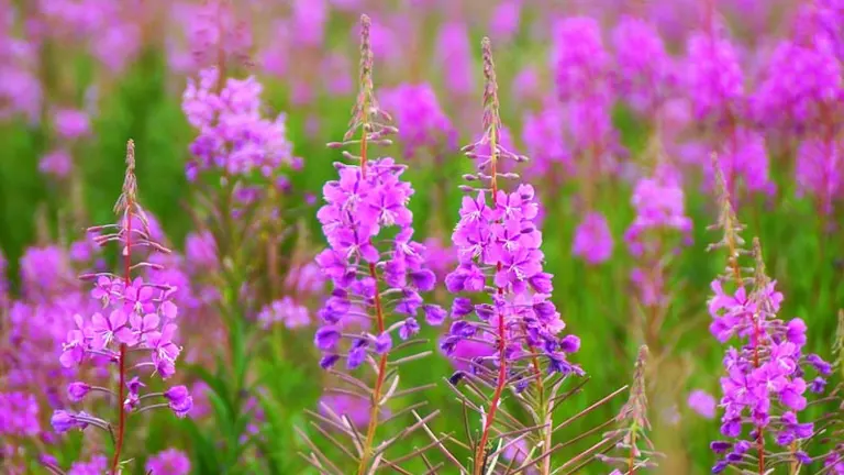 Fireweed