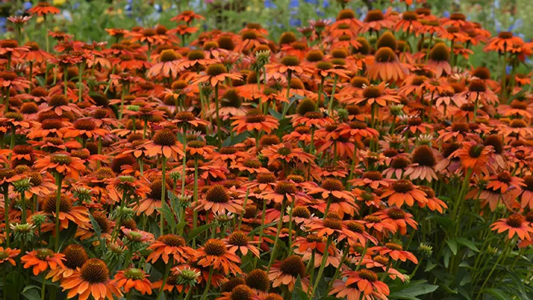 Coneflower