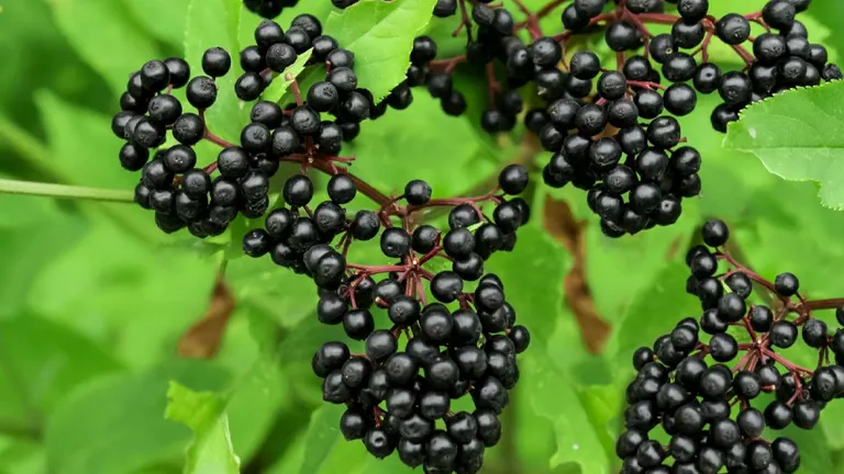 Elderberry