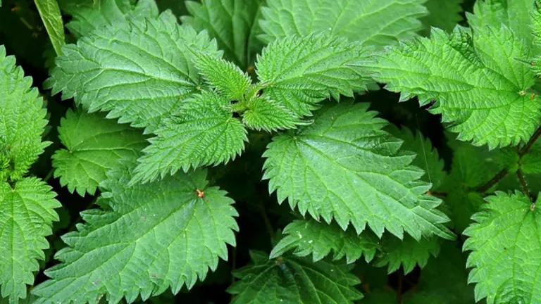 Nettle Plant