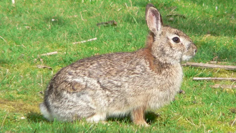 Brush Rabbit