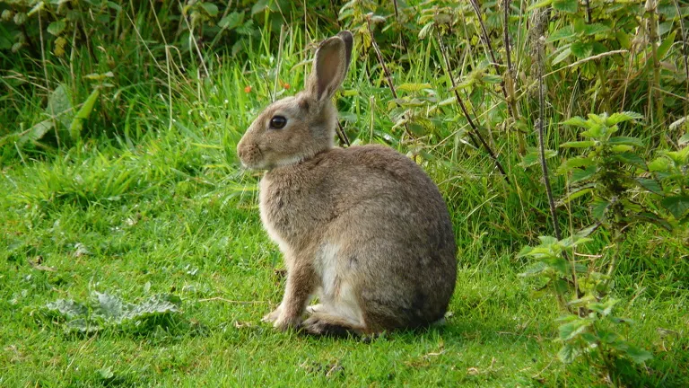 European Rabbit